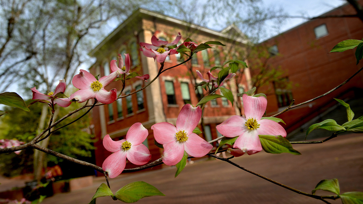 Winston Hall as seen from behind some flowers