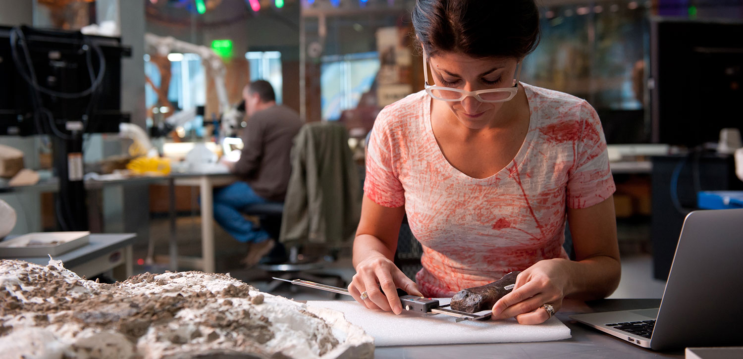 Lindsay Zanno working with fossils.