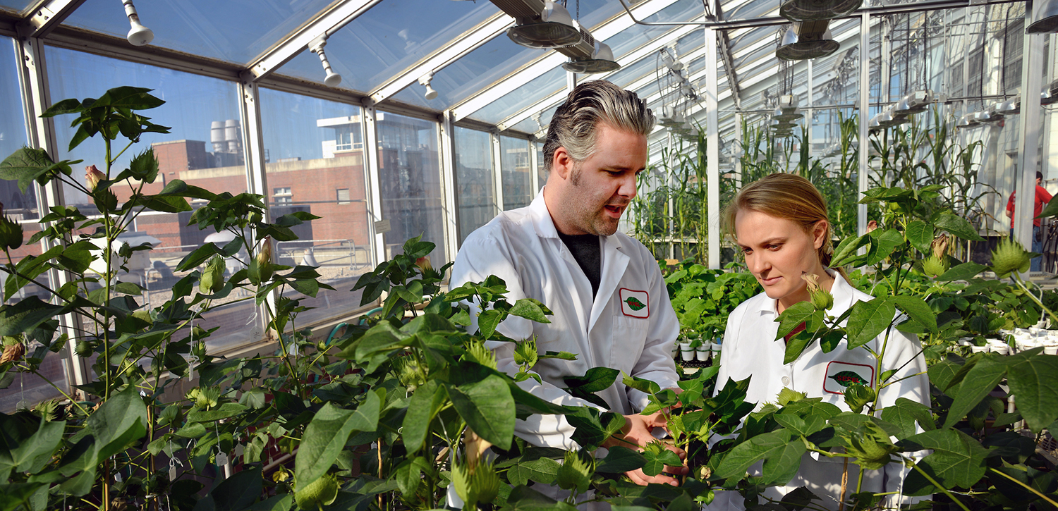 An NC State undergraduate listening to a grad student explaining cotton bolls in the Phytotron greenhouse.