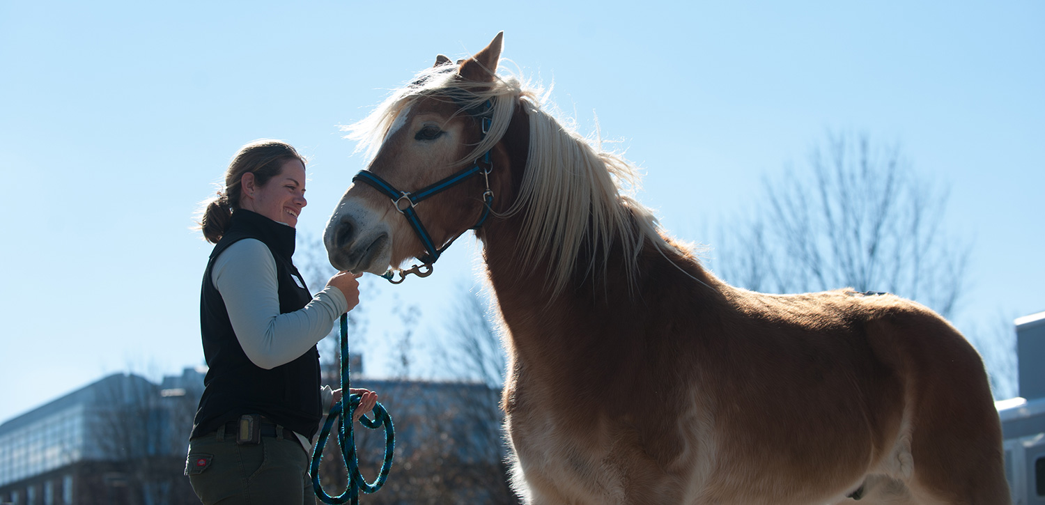 a college of veterinary medicine student standing with a horse.