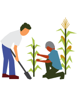 An illustration of a group planting corn plants.