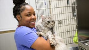 A DVM student holds a Main Coon cat